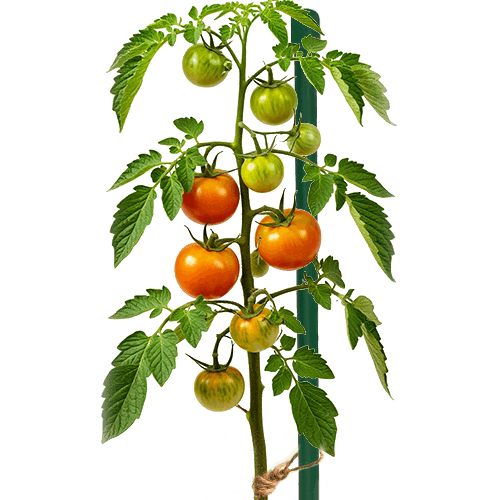 КОЛЫШКИ для растений